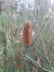 Banksia spinulosa