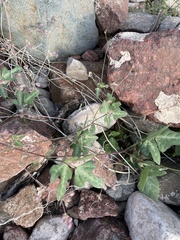 Macroptilium gibbosifolium