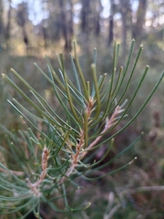 Banksia spinulosa