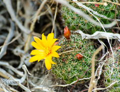 Mammillaria beneckei