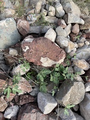 Macroptilium gibbosifolium