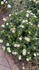 Lantana achyranthifolia