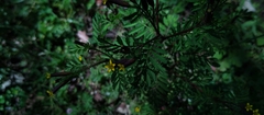 Tagetes foetidissima