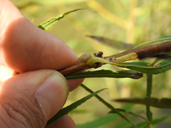 Rabdophaga salicisnodulus