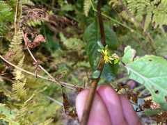 Solidago macrophylla