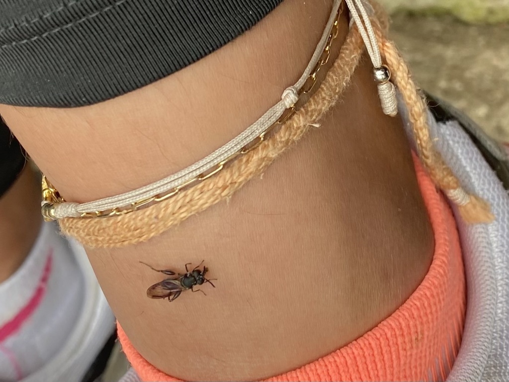 Cacoceria