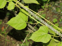 Passiflora vesicaria
