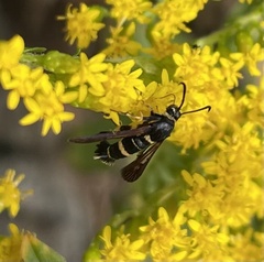 Synanthedon decipiens