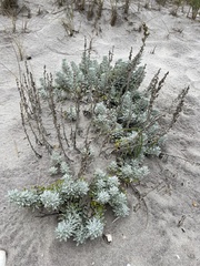 Artemisia stelleriana