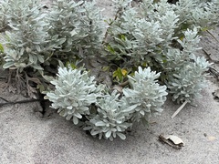 Artemisia stelleriana