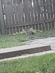 Sylvilagus floridanus