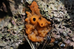 Hymeniacidon perlevis