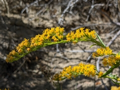 Solidago spectabilis