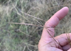 Aristida ternipes