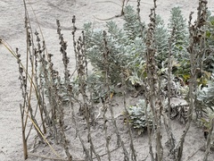 Artemisia stelleriana