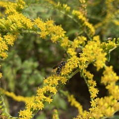 Synanthedon decipiens
