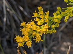 Solidago spectabilis