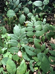 Wisteria frutescens