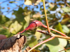 Pemphigus obesinymphae