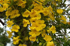 Bignoniaceae