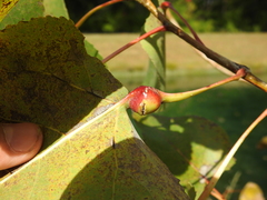 Pemphigus obesinymphae