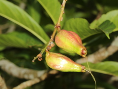 Barringtonia racemosa