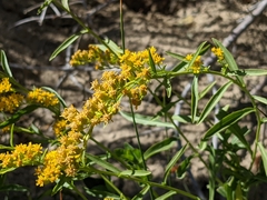 Solidago spectabilis
