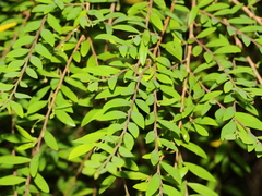 Phyllanthus myrtifolius