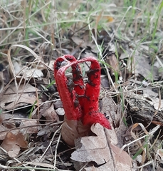Clathrus archeri