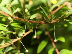 Phyllanthus myrtifolius