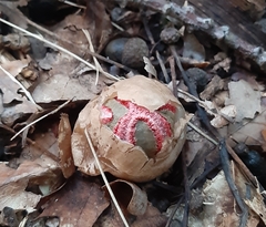 Clathrus archeri