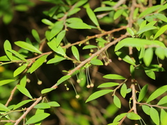 Phyllanthus myrtifolius