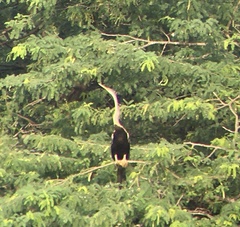 Anhinga melanogaster