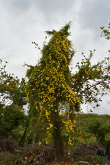 Bignoniaceae