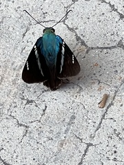 Astraptes fulgerator azul