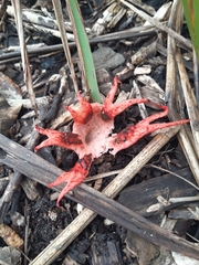 Clathrus archeri