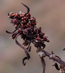 Rumex palustris