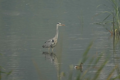 Ardea cinerea
