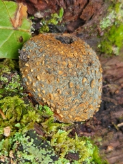 Scleroderma citrinum