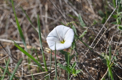 Calystegia subacaulis