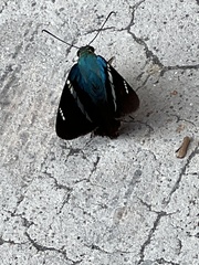 Astraptes fulgerator azul