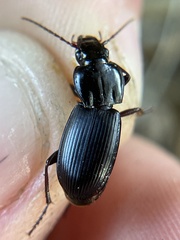 Pterostichus