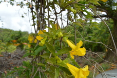 Bignoniaceae