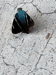 Astraptes fulgerator azul