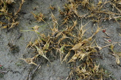 Sporobolus aculeatus