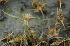 Sporobolus aculeatus