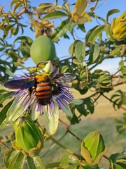 Neoxylocopa