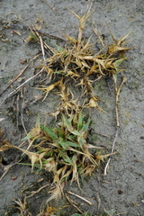 Sporobolus aculeatus