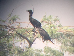 Phalacrocorax fuscicollis
