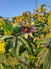 Neoxylocopa